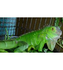 Green Iguana – Rồng Nam Mỹ Xanh Lá